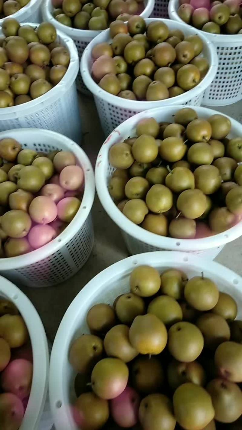 黄花梨
