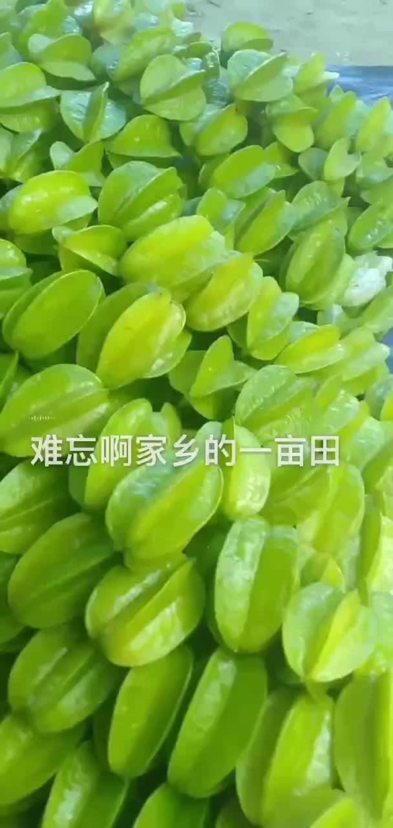 增城杨桃清甜爽口