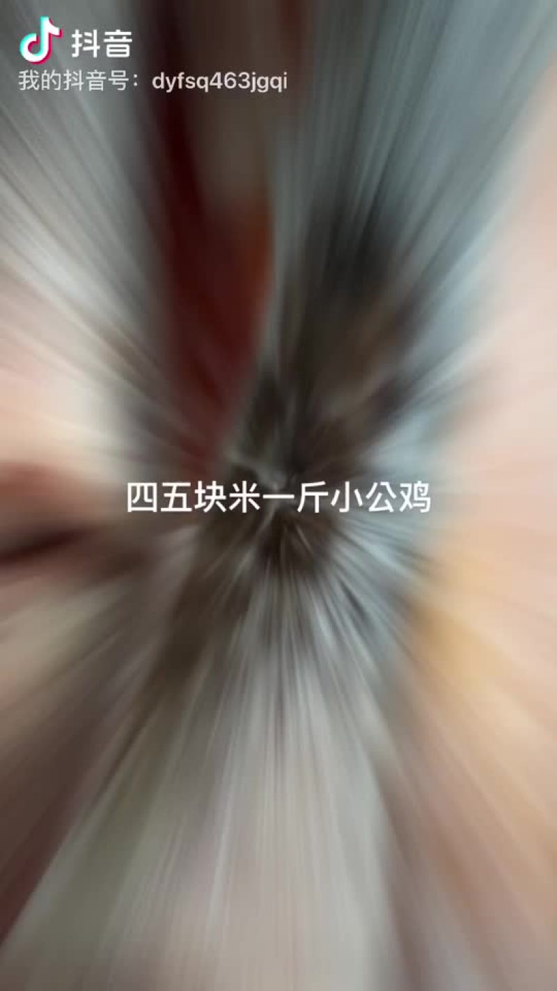 尼雅黑鸡