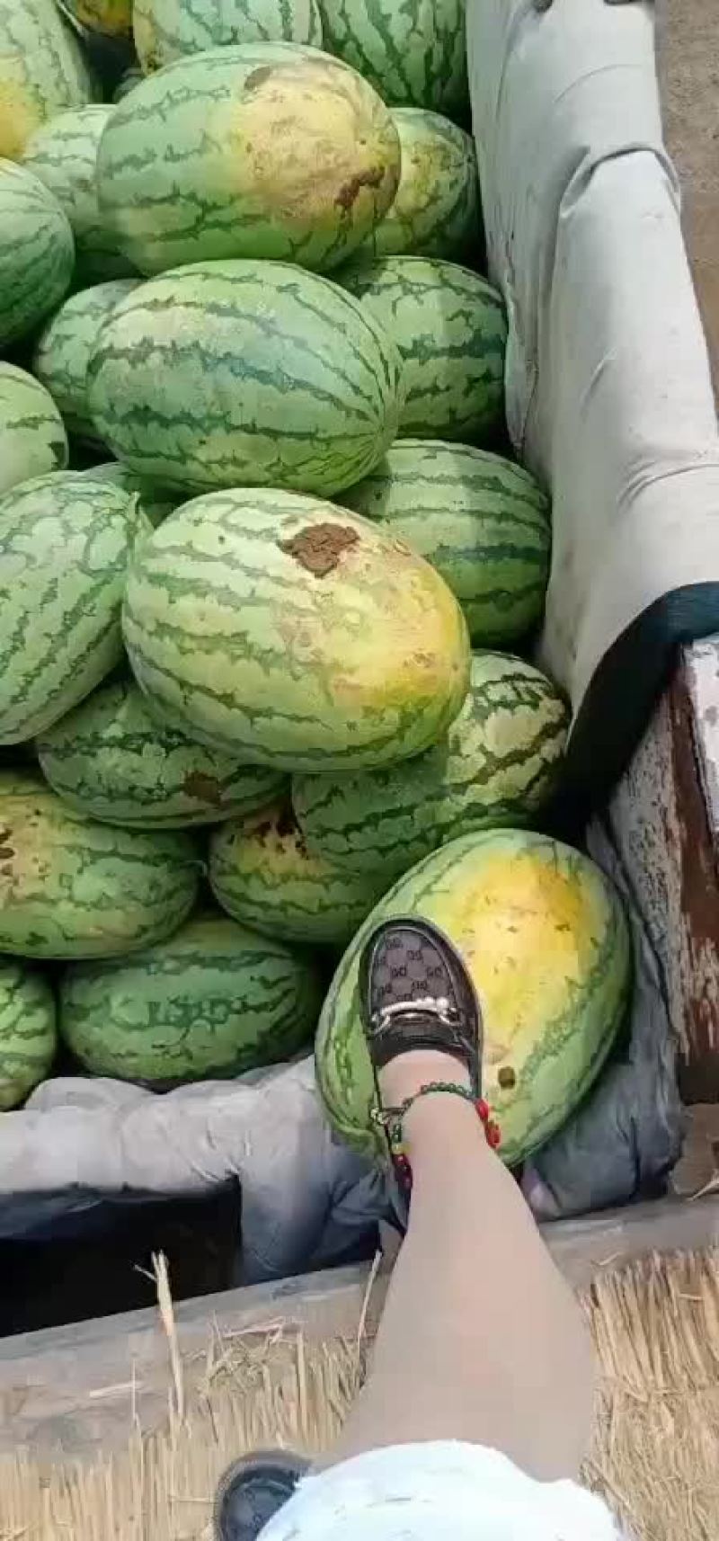 山西忻州西瓜双红金五刚刚开园1000亩大量上市