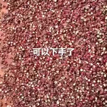 汉源娃娃花椒，又名贡椒。