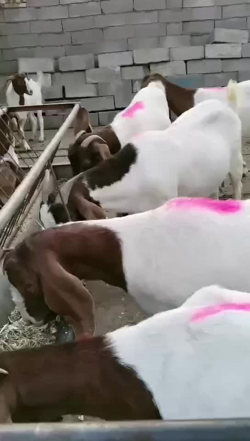 波尔山羊