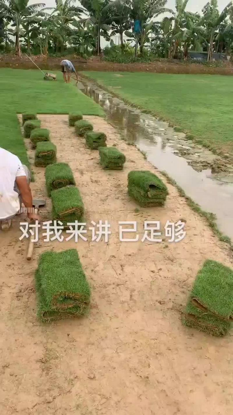 草皮