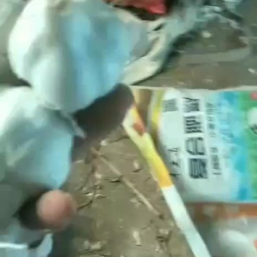 大蒜