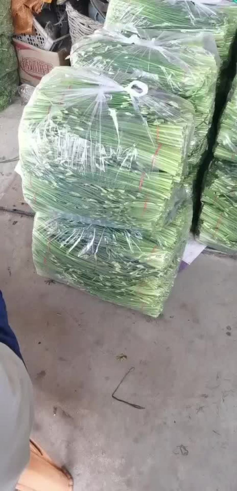 河北昌黎精品韭苔大量上市根白帽小欢迎预订