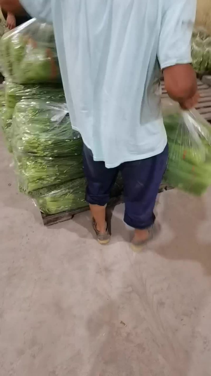 河北昌黎精品韭苔大量上市根白帽小欢迎预订