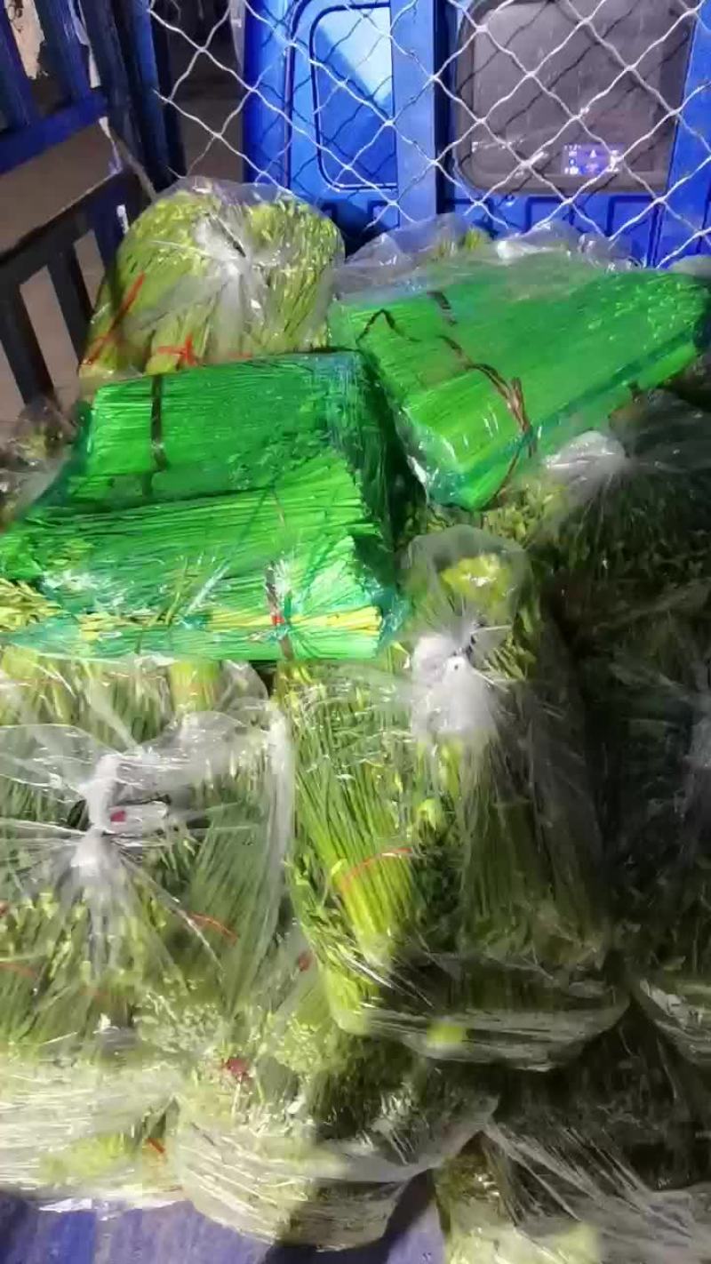 河北昌黎精品韭苔大量上市根白帽小欢迎预订