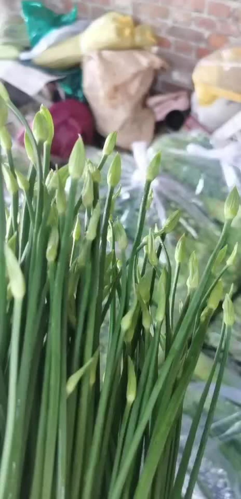 河北昌黎精品韭苔大量上市根白帽小欢迎预订
