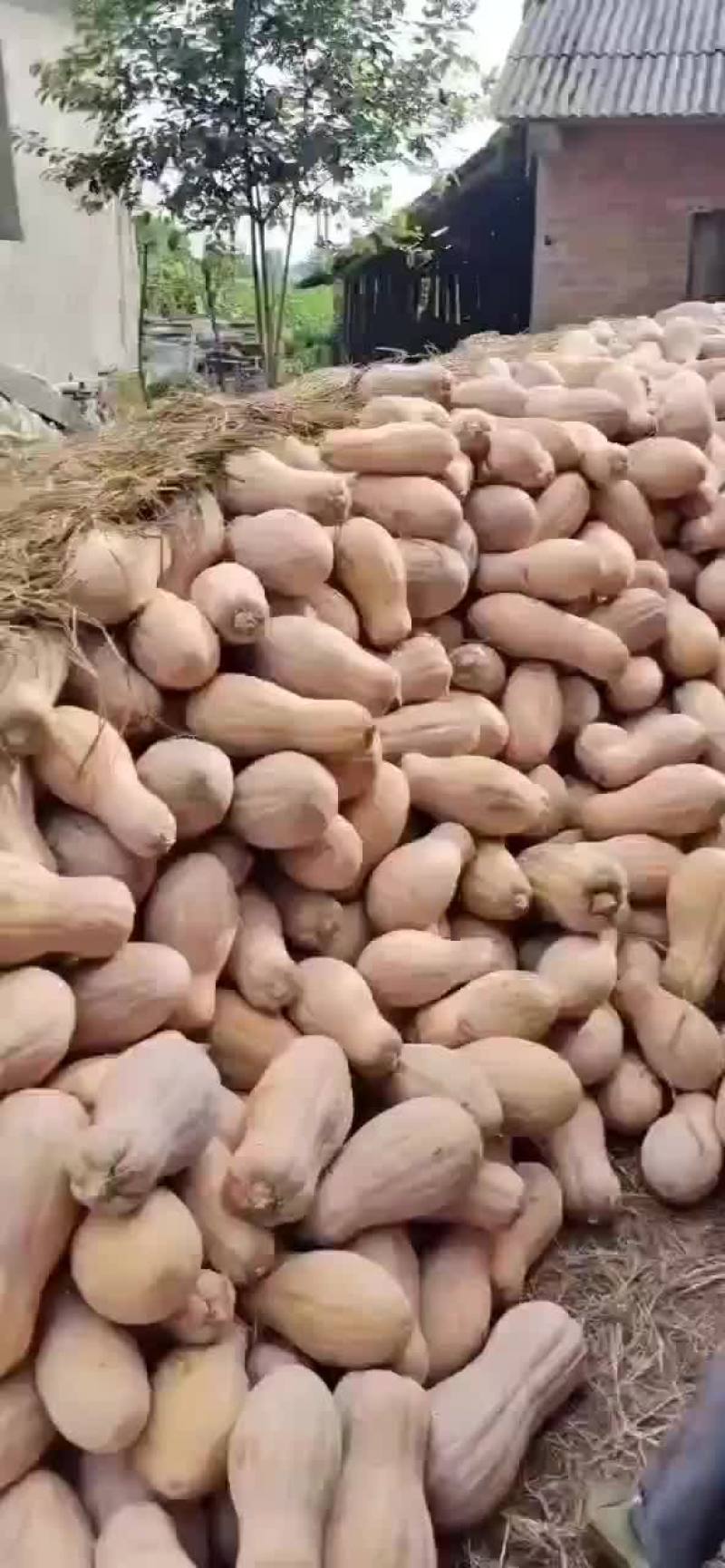 密本南瓜