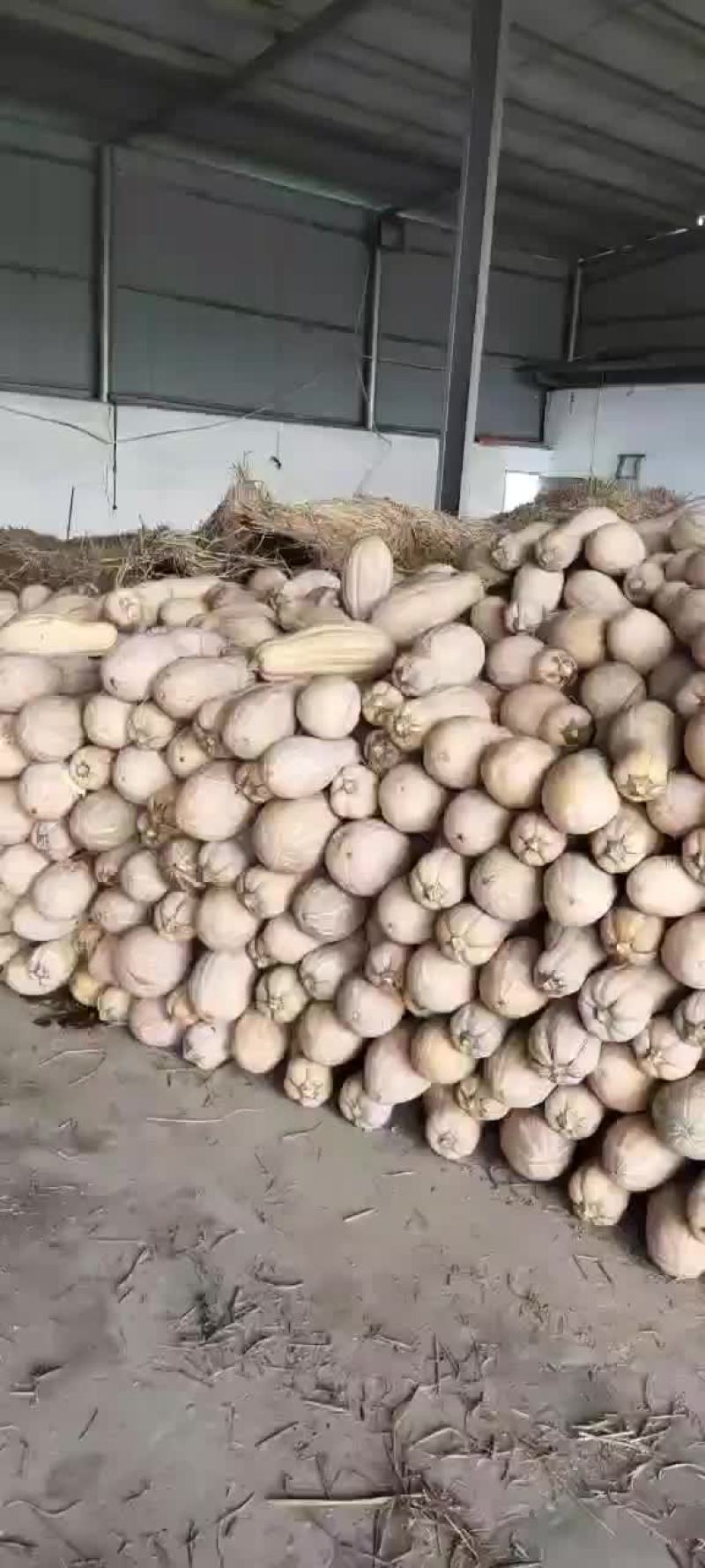密本南瓜