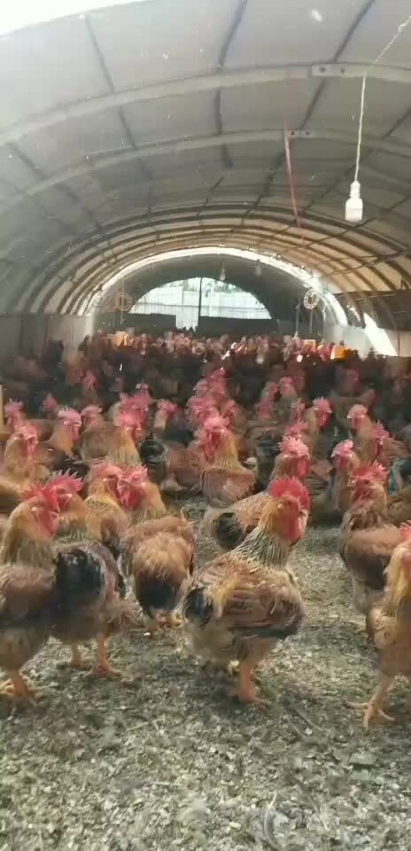 农村土鸡