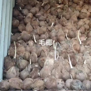 毛椰
