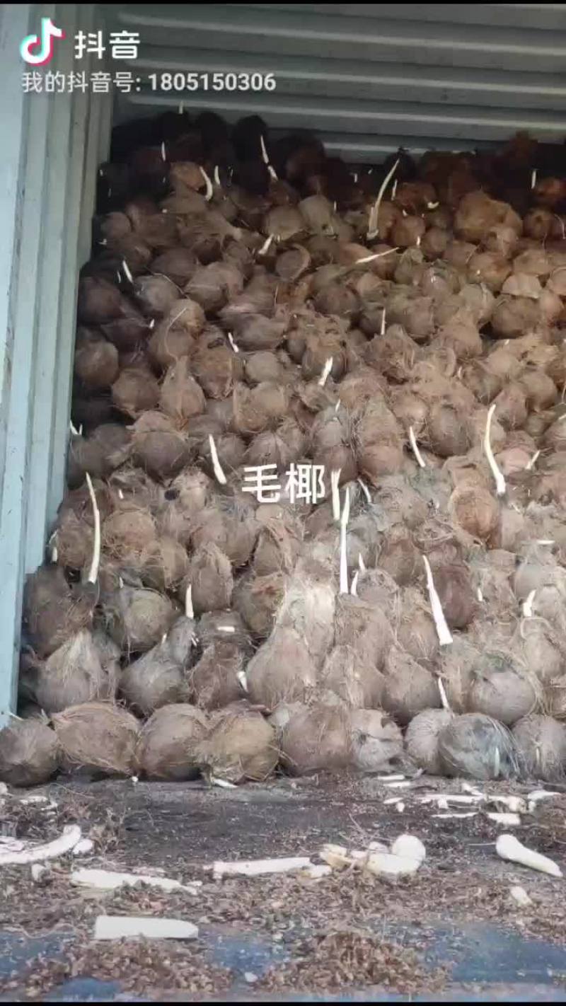 毛椰