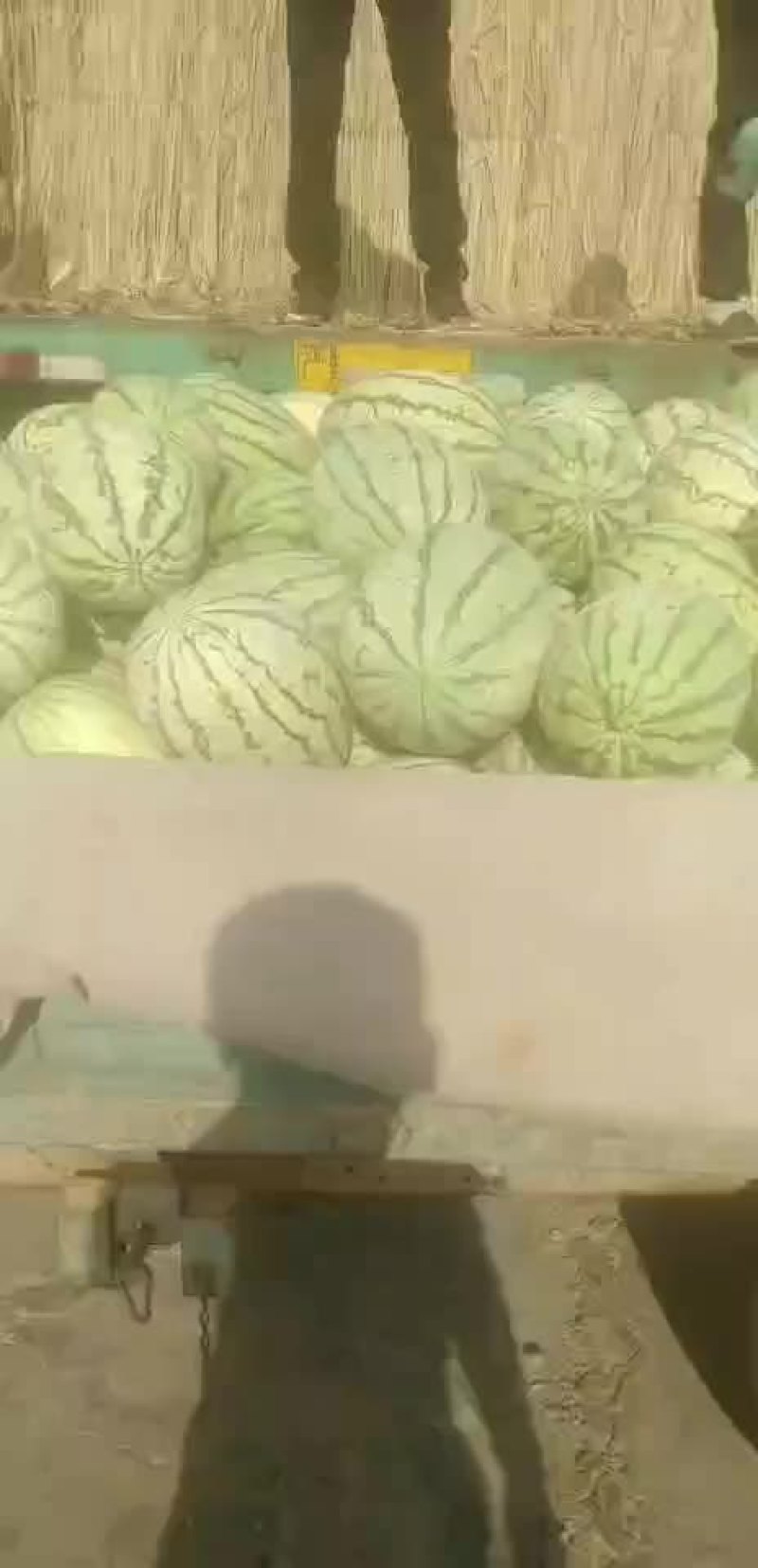 西瓜