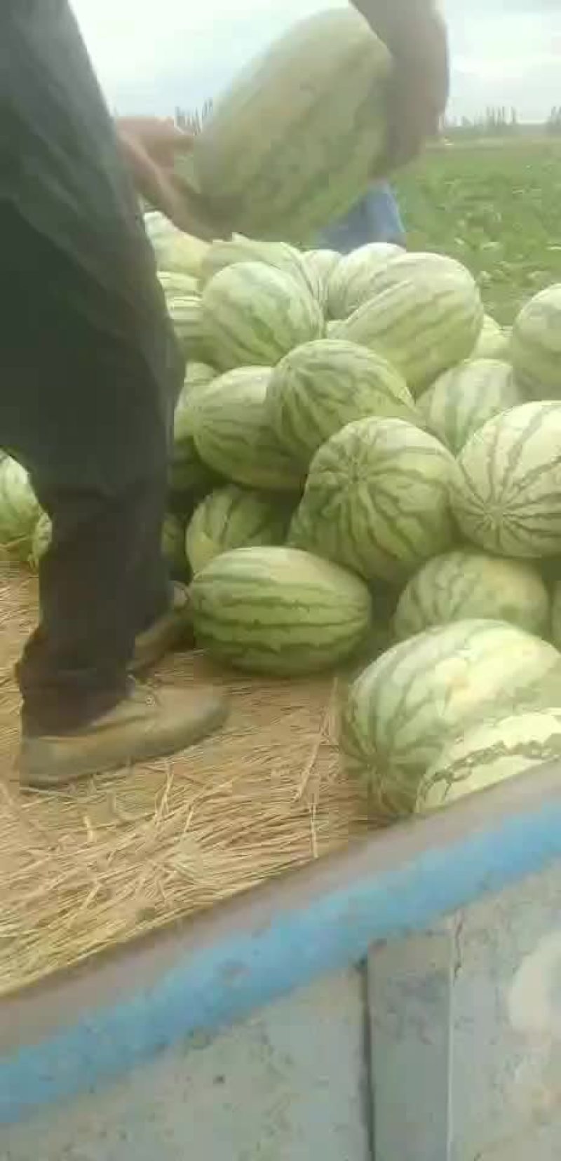 西瓜