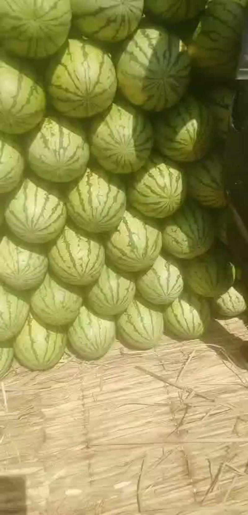 西瓜