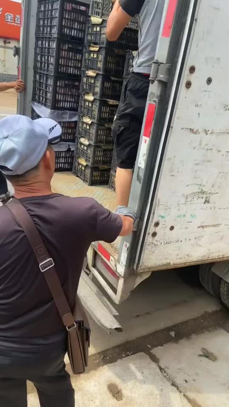 电商可拿货油蟠桃、蟠九、蟠七、大量上市中，产地大量供应