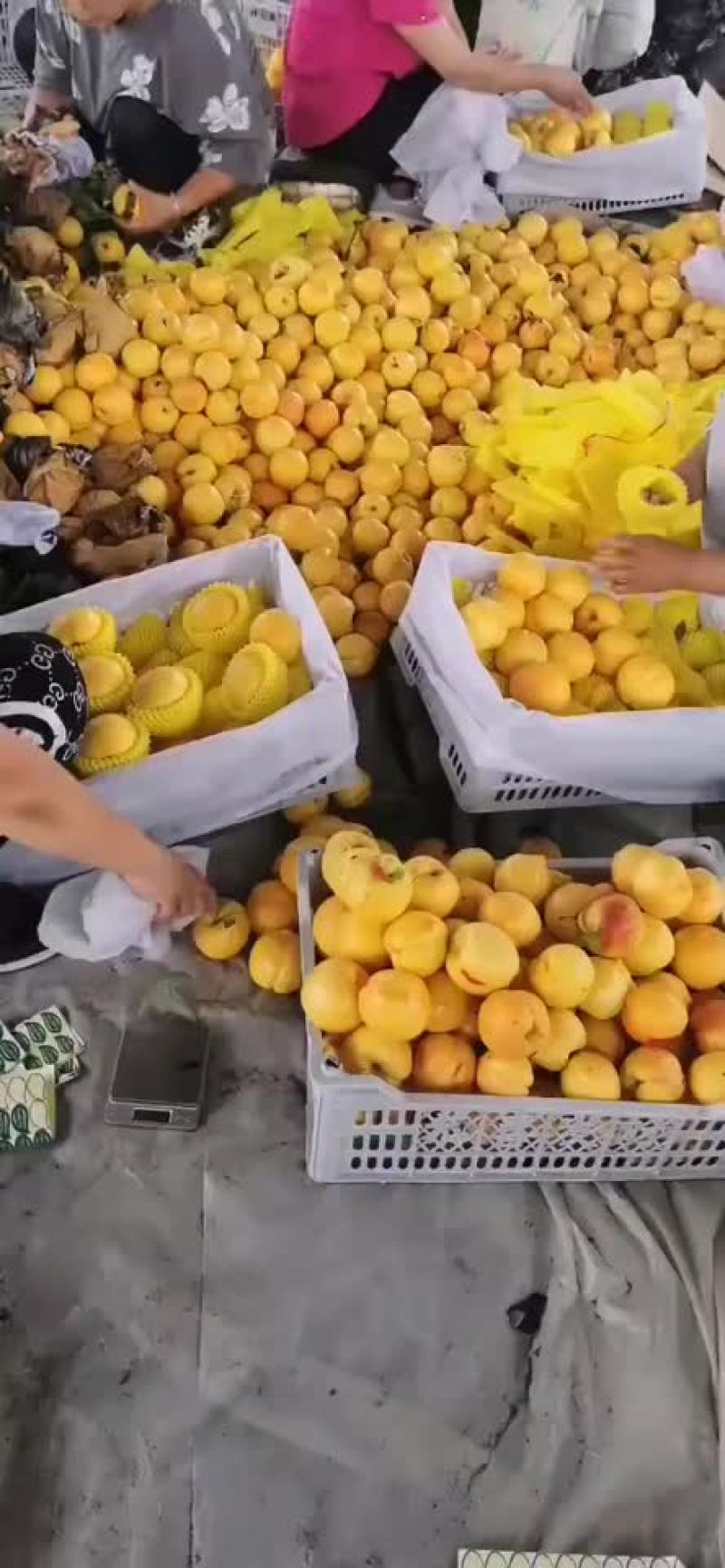 电商可拿货油蟠桃、蟠九、蟠七、大量上市中，产地大量供应