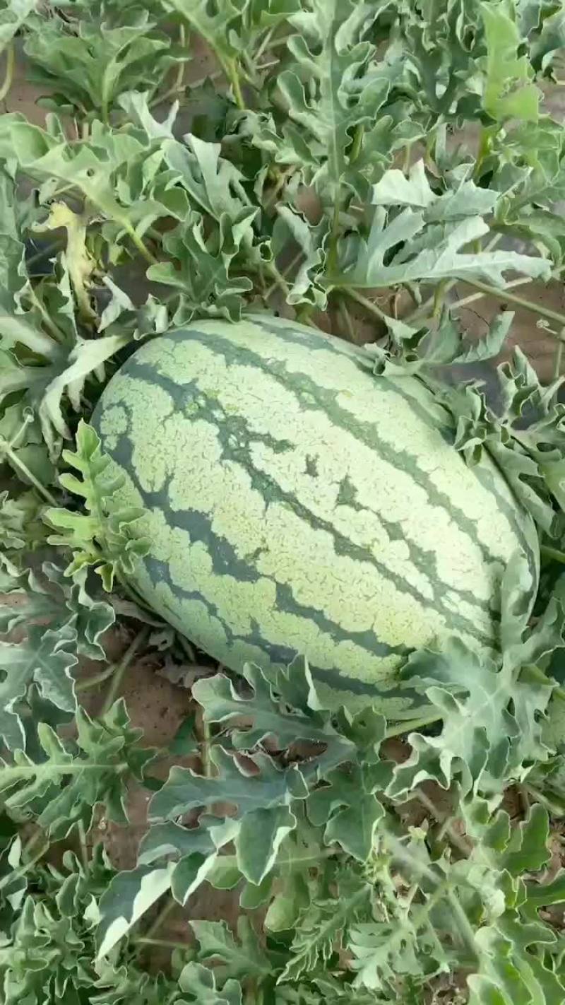 陕北大漠农夫有限公司