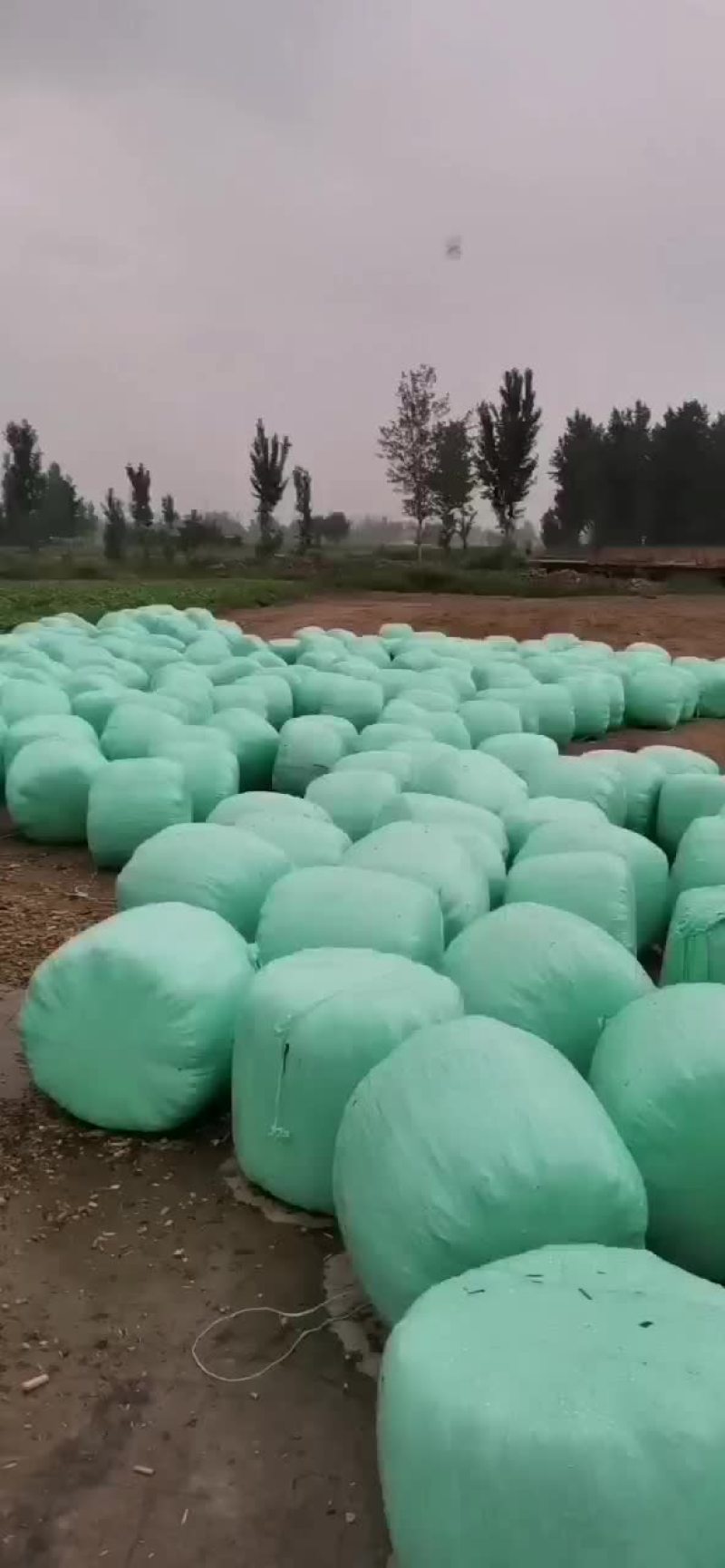 牛羊草料