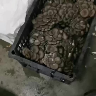精品开采