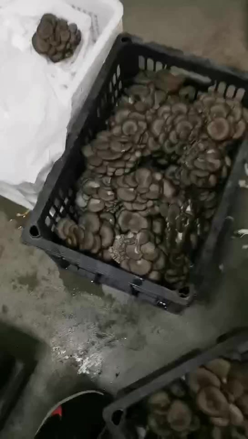 精品开采