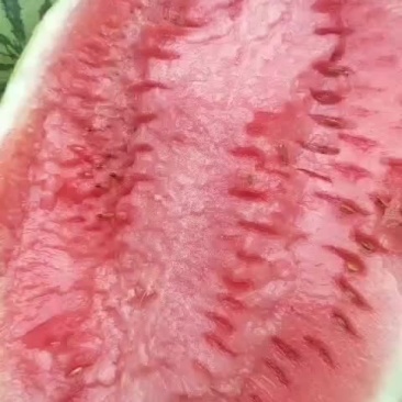 西瓜