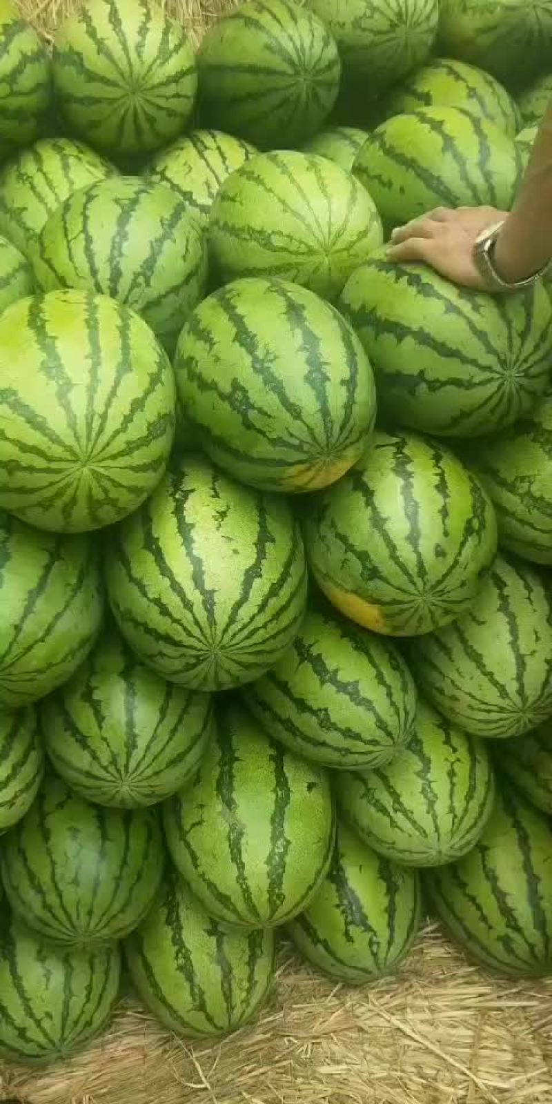 西瓜