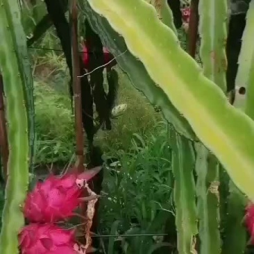 火龙果