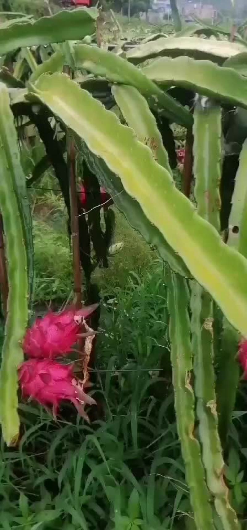 火龙果