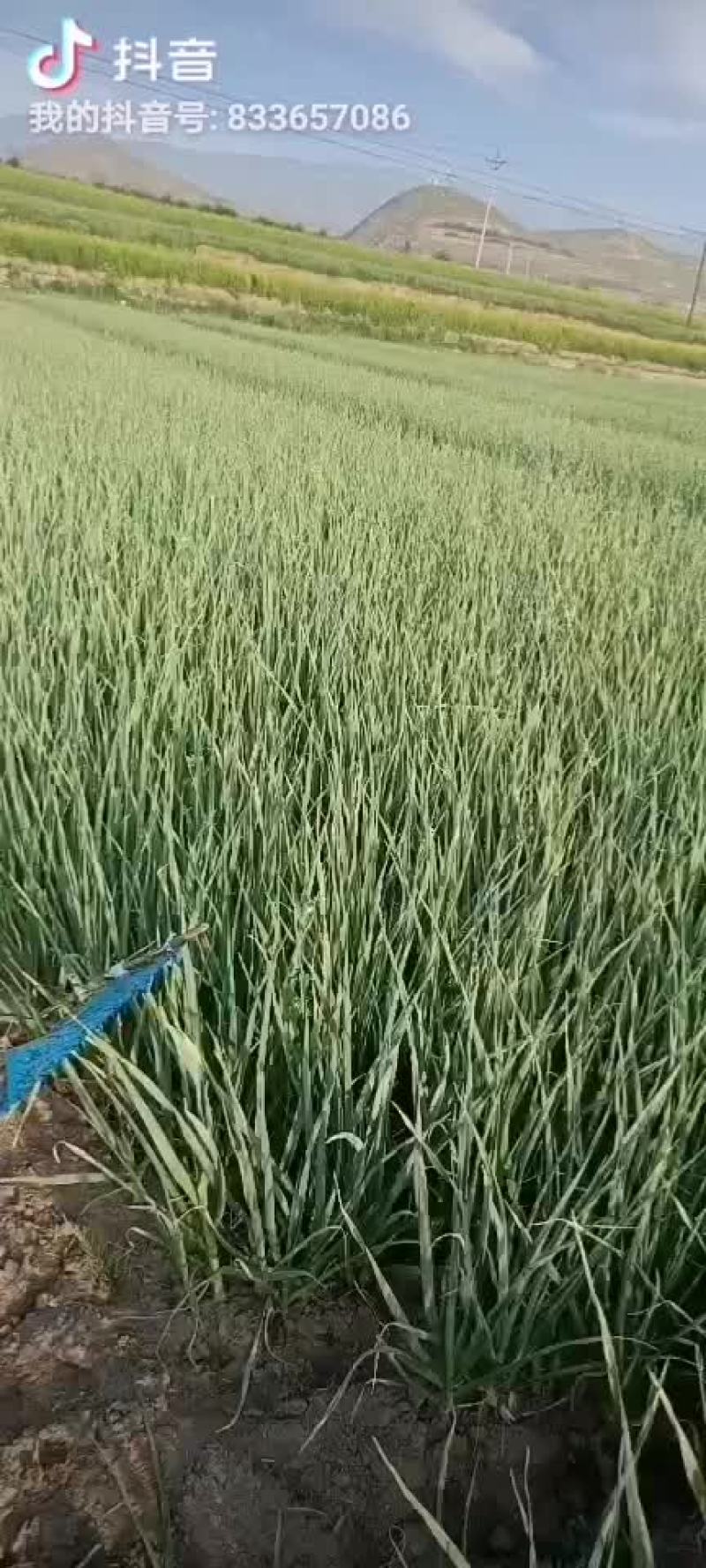 一点红蒜苗