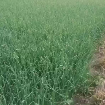 一点红蒜苗