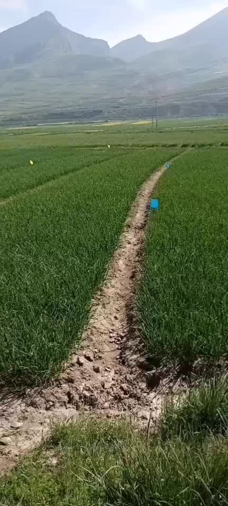 一点红蒜苗