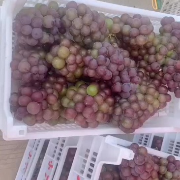 大量葡萄上市