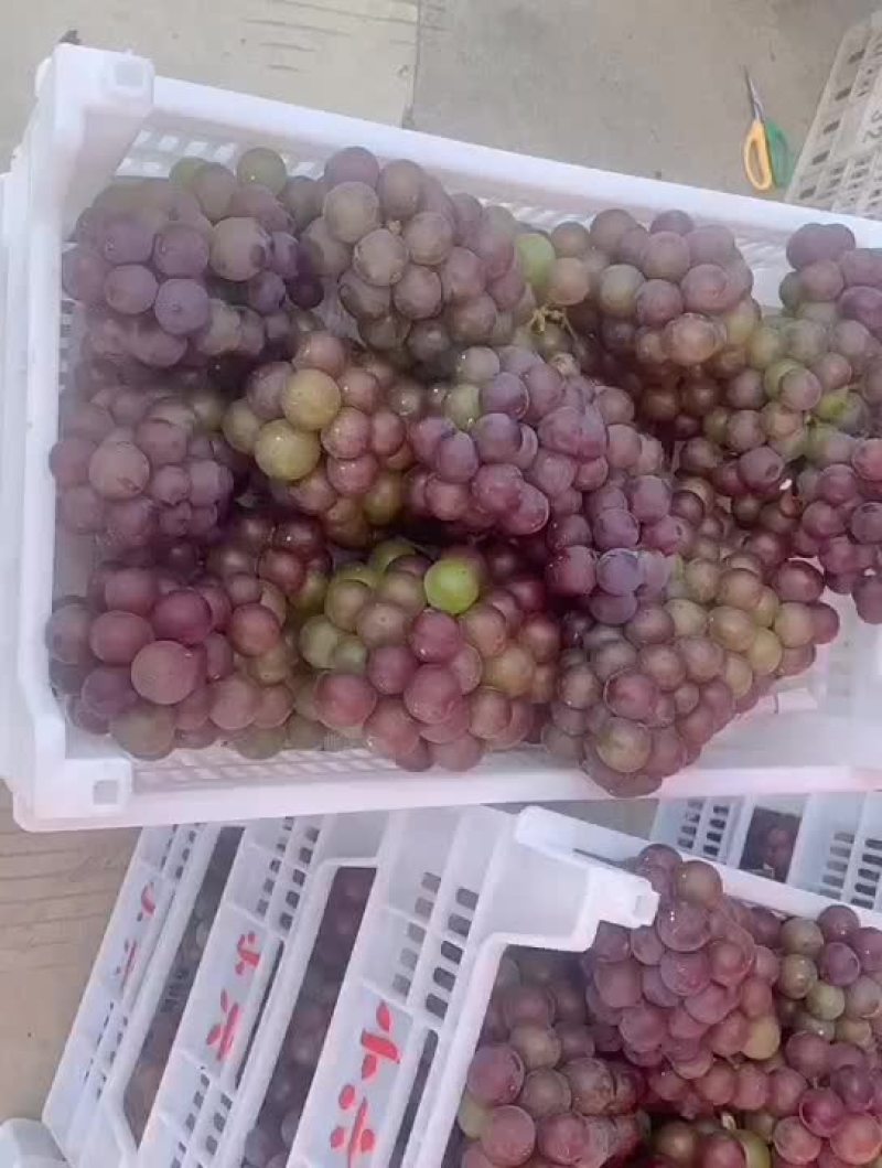 大量葡萄上市