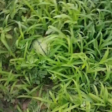 小瓜便宜卖