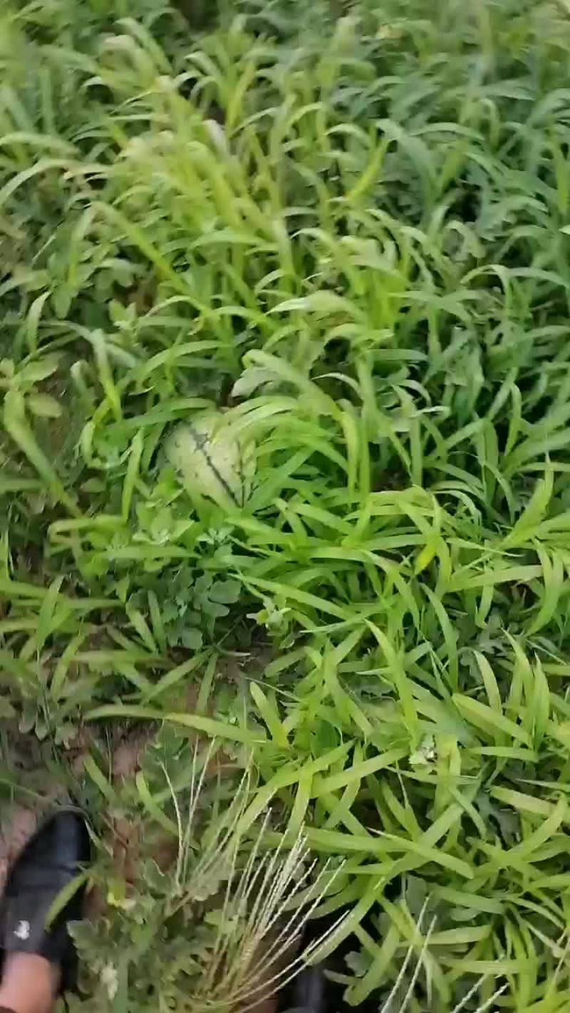 小瓜便宜卖