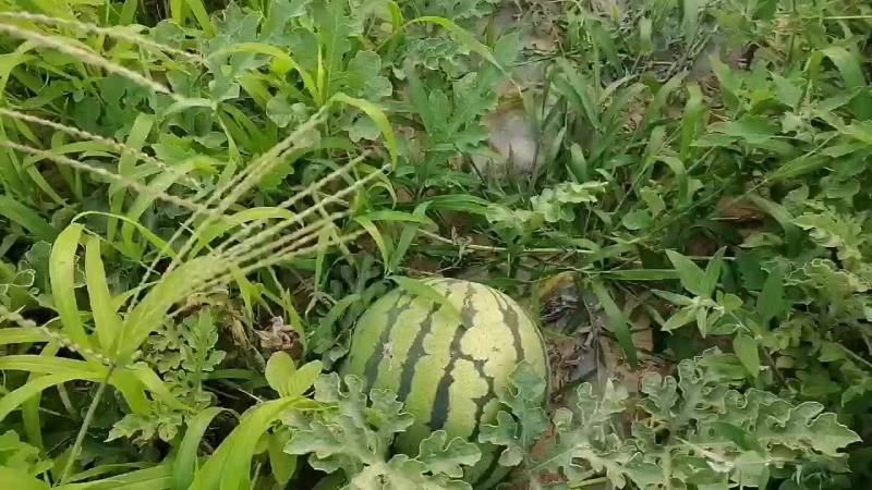小瓜便宜卖