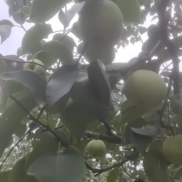 梨