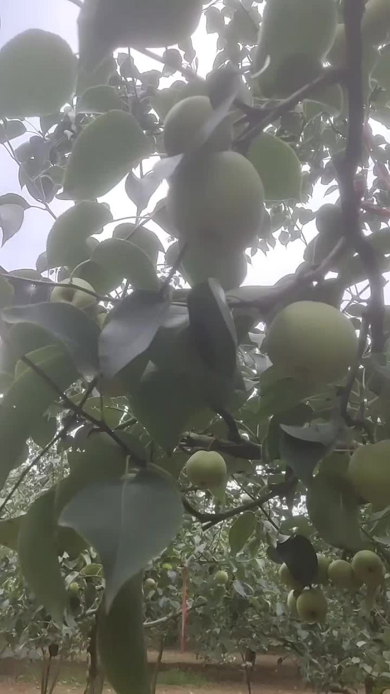 梨