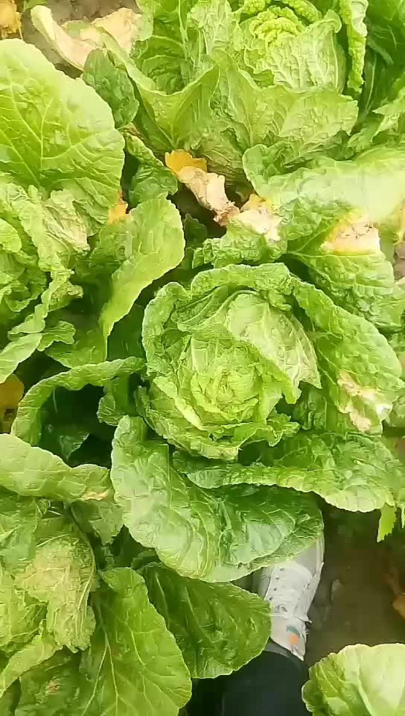 玲珑黄