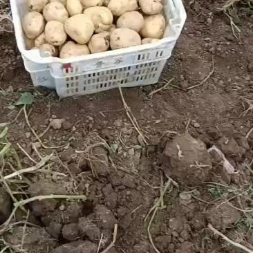 文水土豆大量上市