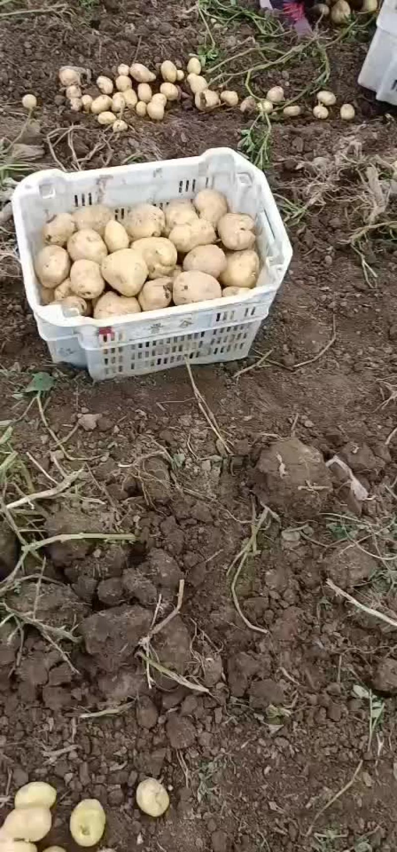 文水土豆大量上市