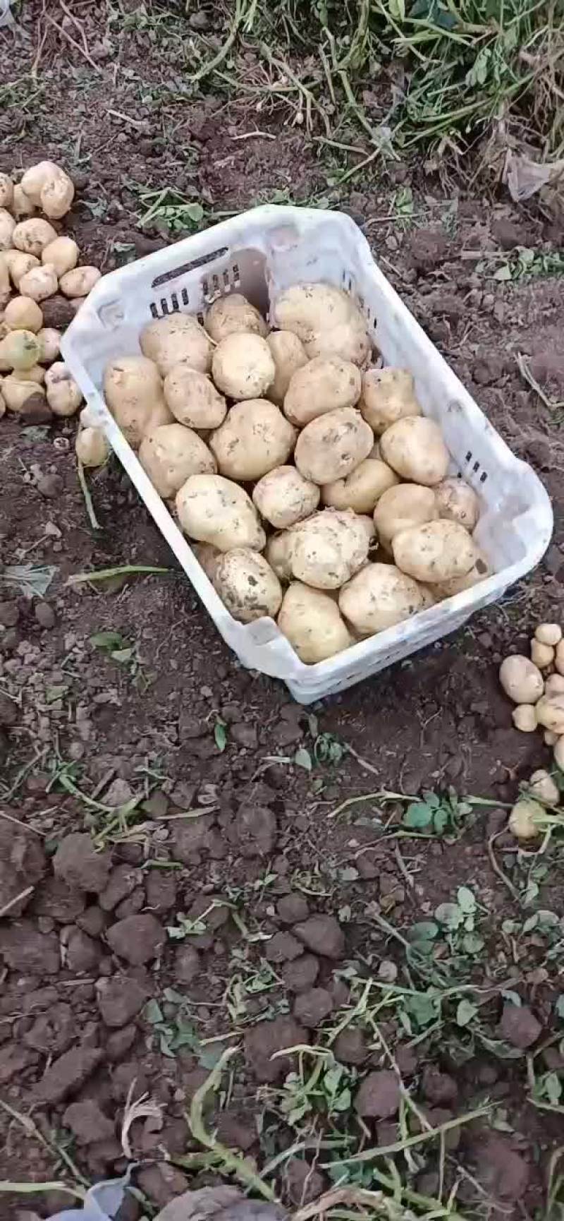 文水土豆大量上市