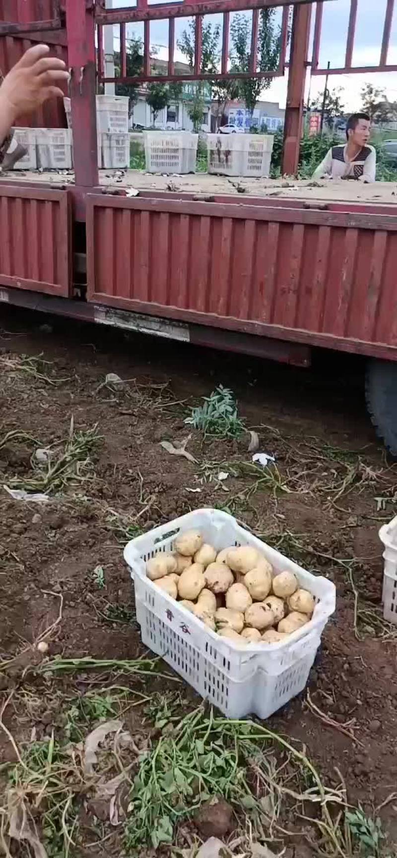 文水土豆大量上市