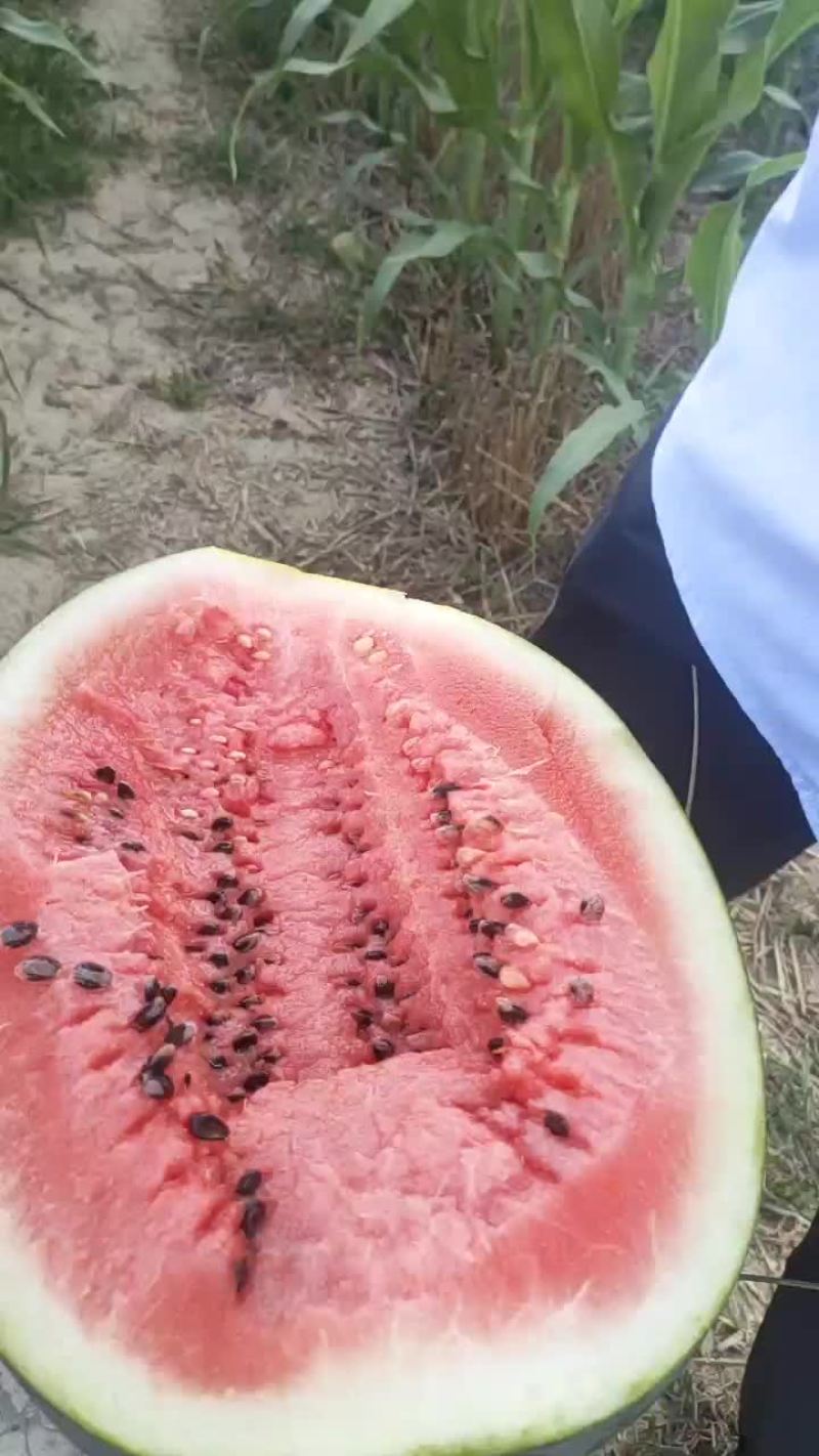 昌邑直播西瓜