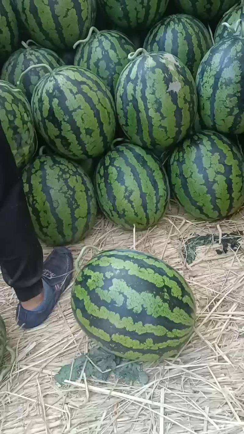 精品甜王