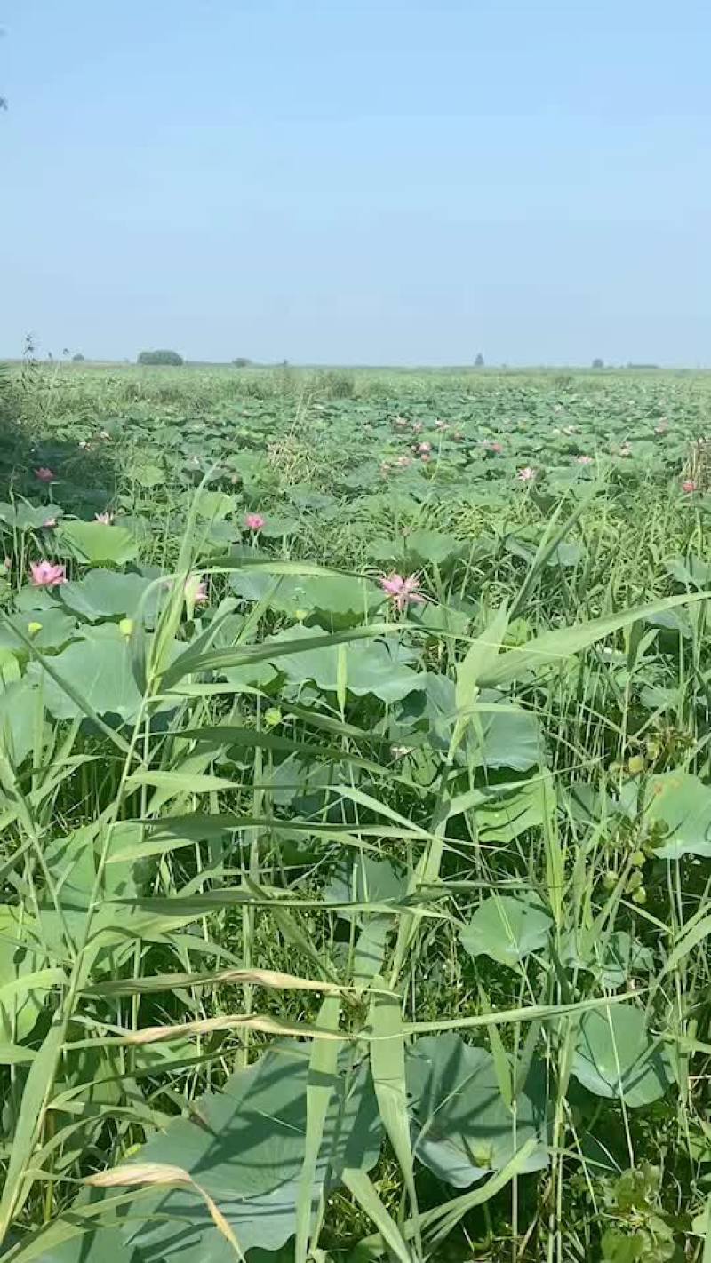 荷叶