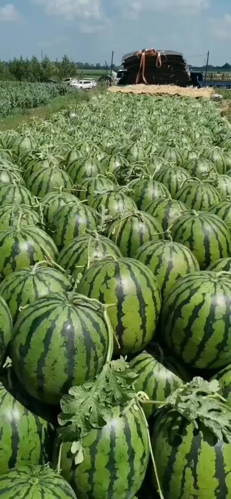 地雷西瓜