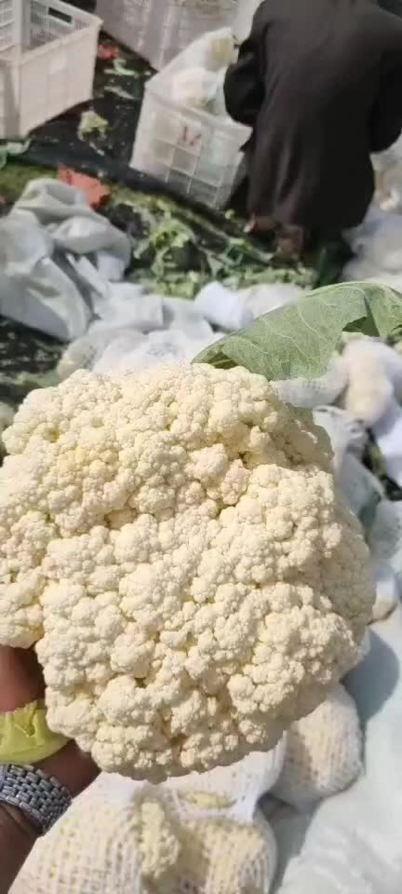 有机花